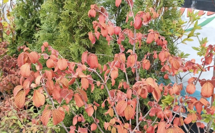  Kolejne rośliny wpadają do wyprzedaży 
Zapraszamy do Ebud