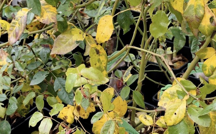  Ostatni moment, żeby skorzystać z wyprzedaży roślin 
Zapraszamy do Ebud