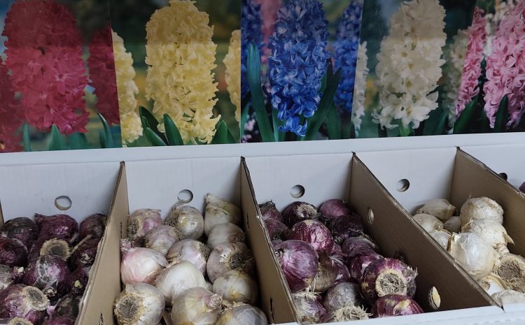  By na wiosnę było pięknie i kolorowo  jeszcze są… Cebulki kwiatowe i nawozy je…