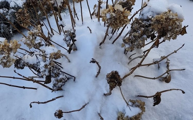  PORADA OGRODNICZA #1
Wykorzystaj śnieg w swoim ogrodzie.
– Świeży, puszysty śnie…