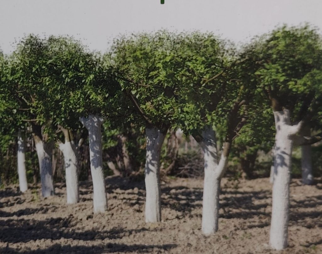 PORADA OGRODNICZA #3 Po co bielić drzewka? Bielenie drzewek