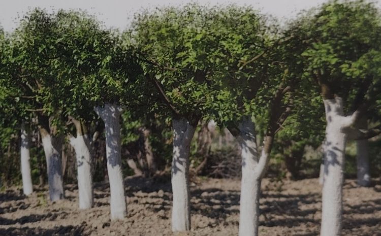  PORADA OGRODNICZA #3
Po co bielić drzewka?
Bielenie drzewek owocowych to kluczow…