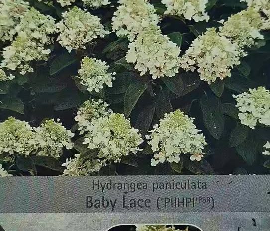  Hortensjowo – Azaliowe szaleństwo w Ebud 
Zapraszamy