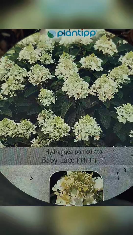 Hortensjowo - Azaliowe szaleństwo w Ebud Zapraszamy