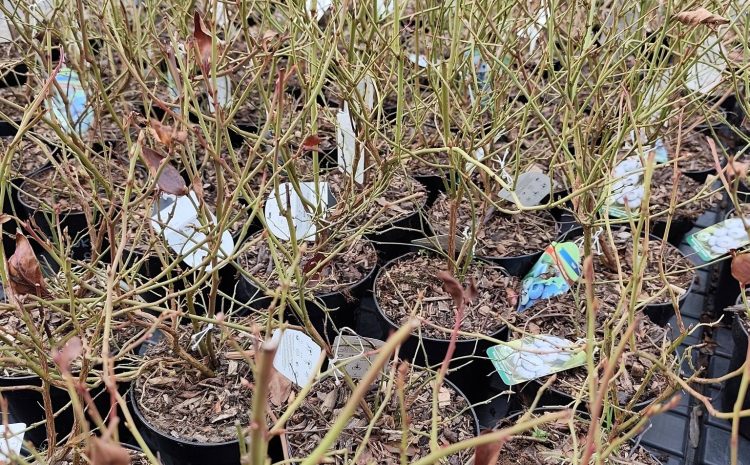  Świeża dostawa roślin już na Was czeka Mamy dla Was borówkę amerykańską i jagodę…