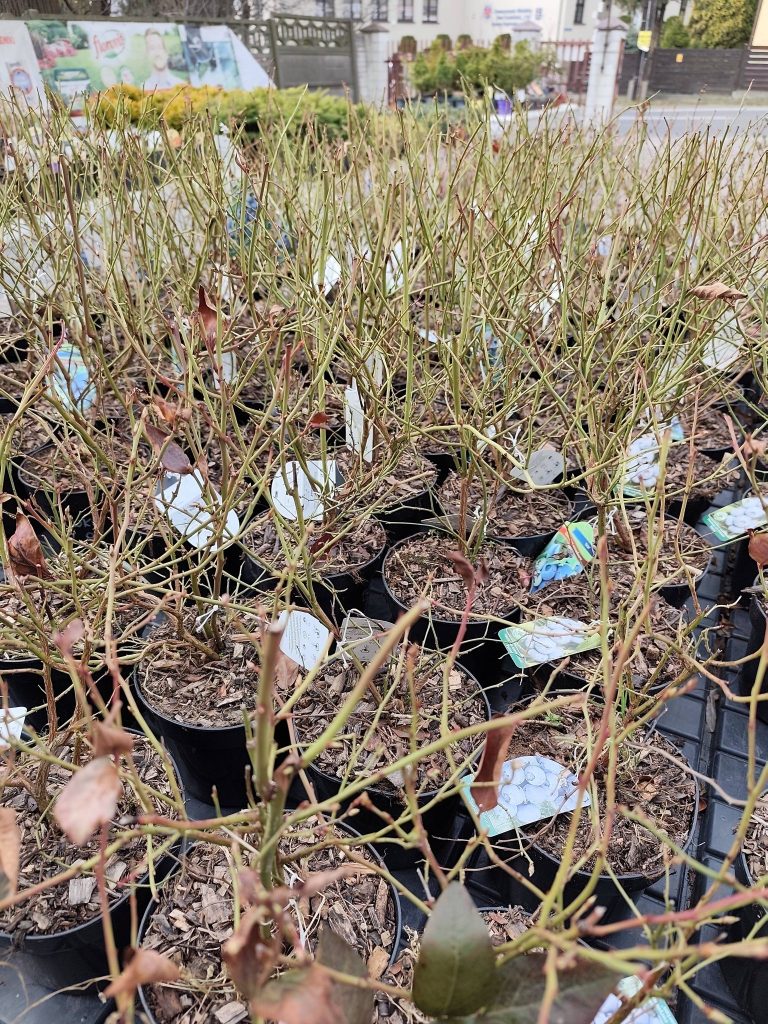 Świeża dostawa roślin już na Was czeka Mamy dla