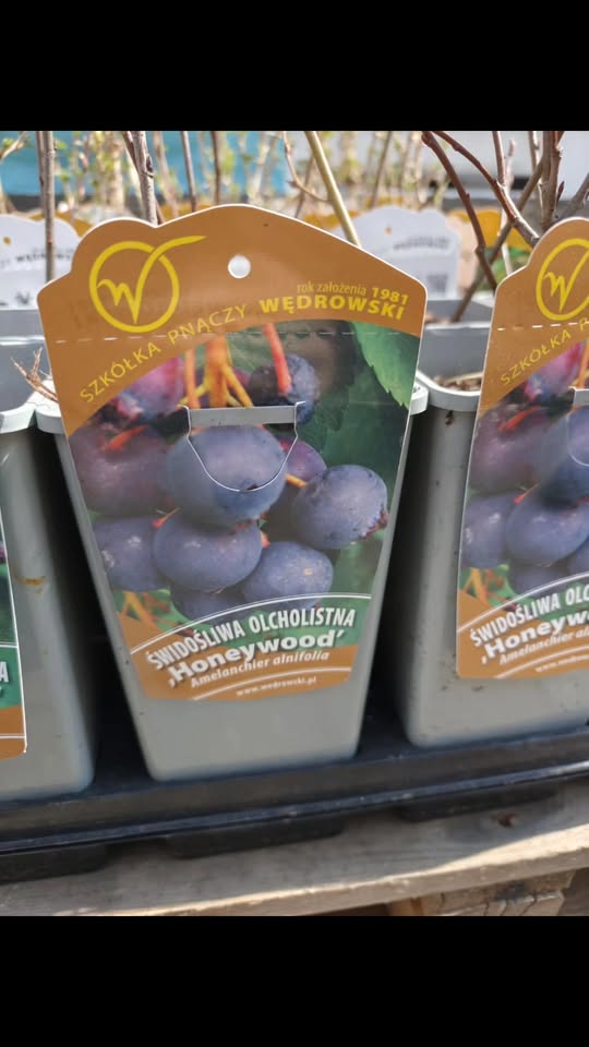 Kolejna dostawa Krzewy owocowe już na Was czekają Zapraszamy