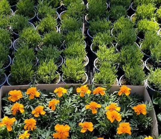  Wiosna na całego zawitała do Ebud  
Zapraszamy po piękne sadzonki kwiatów balkon…