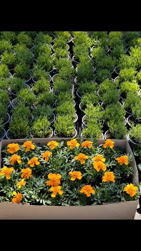 Wiosna na całego zawitała do Ebud Zapraszamy po piękne