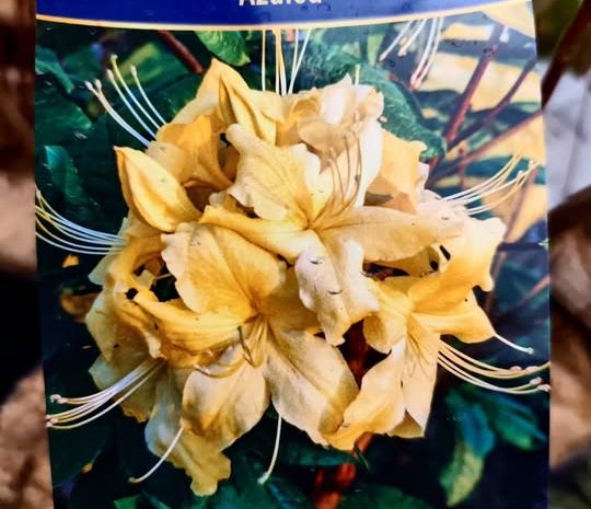  Wjechały kolejne piękne roślinki
Rododendrony, Azalie wielkokwiatowe, Magnolie i…