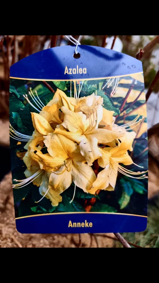 Wjechały kolejne piękne roślinki Rododendrony, Azalie wielkokwiatowe, Magnolie i...