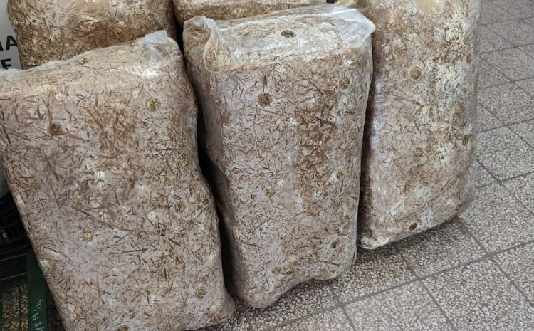  Grzybnia boczniaka dojechała 
Ilość mocno ograniczona, spieszcie się 
Zapraszamy…