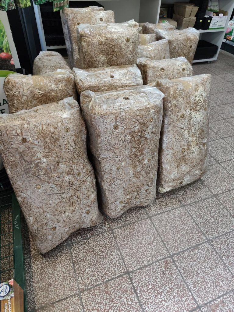 Grzybnia boczniaka dojechała Ilość mocno ograniczona, spieszcie się Zapraszamy...