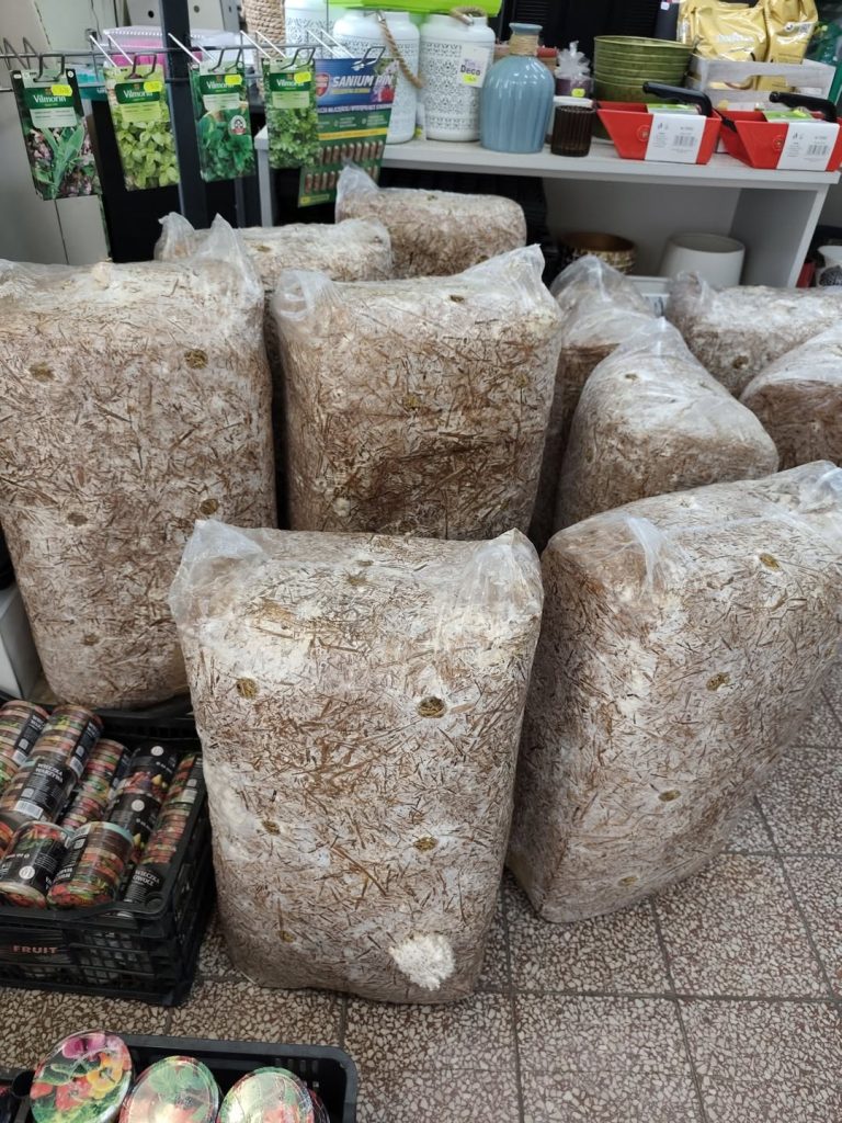 Dobra wiadomość dla tych, którzy nie zdążyli Grzybnia boczniaka